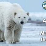49 Animals That Migrate in the World (With Pictures & Unique Facts)