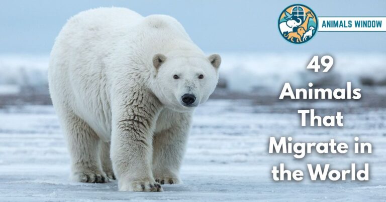 49 Animals That Migrate in the World (With Pictures & Unique Facts)