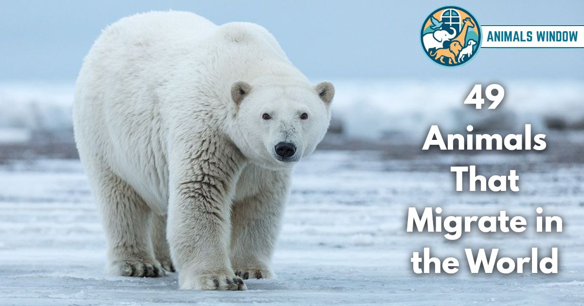 49 Animals That Migrate in the World (With Pictures & Unique Facts)
