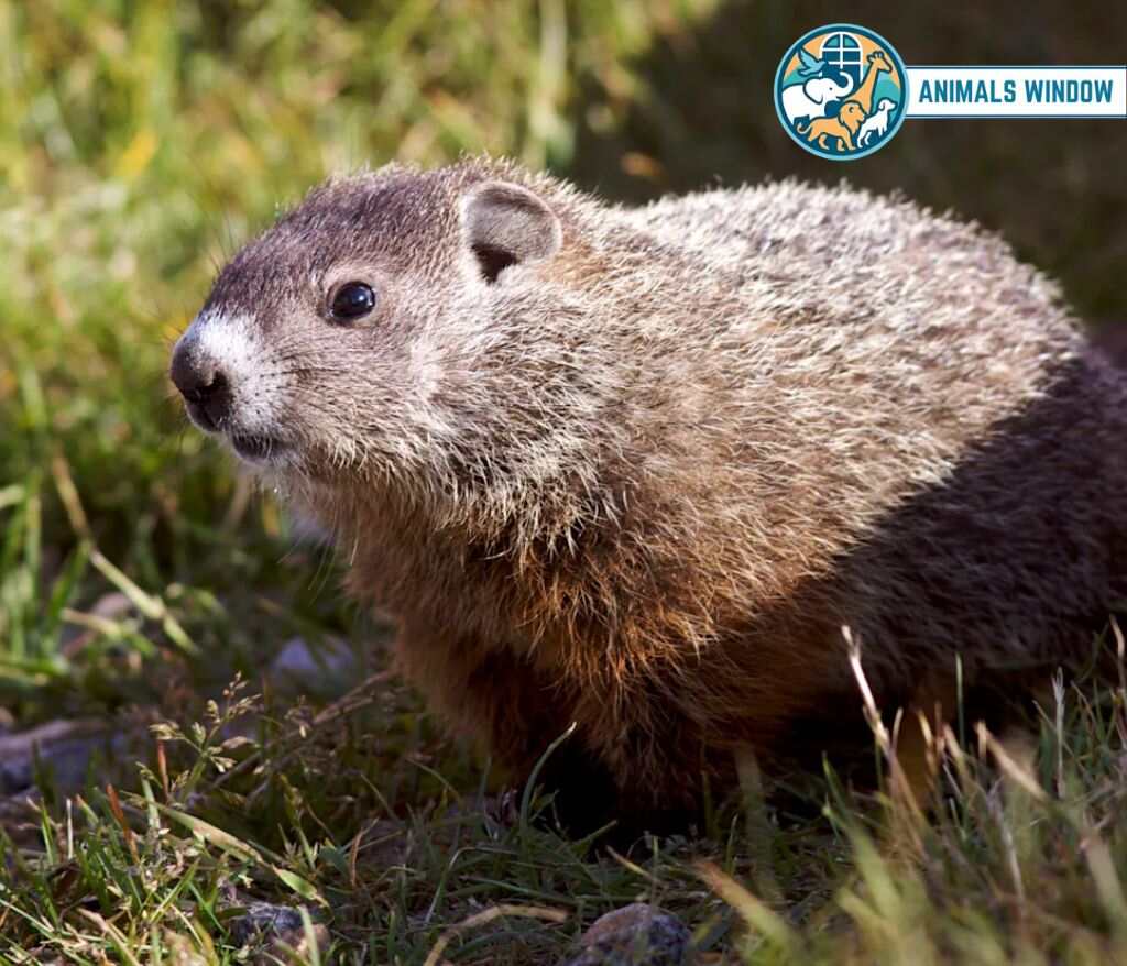 Groundhog Animal That Look Like Beavers