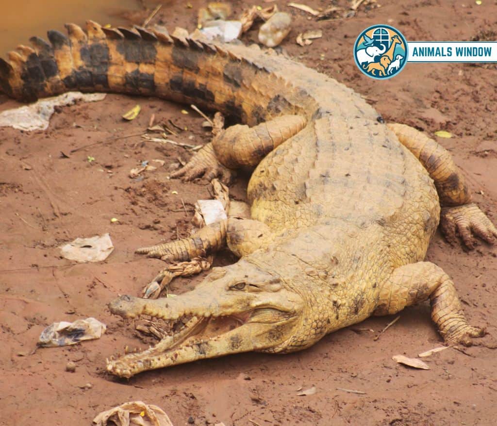 Slender Snouted Crocodile Skinny Animal