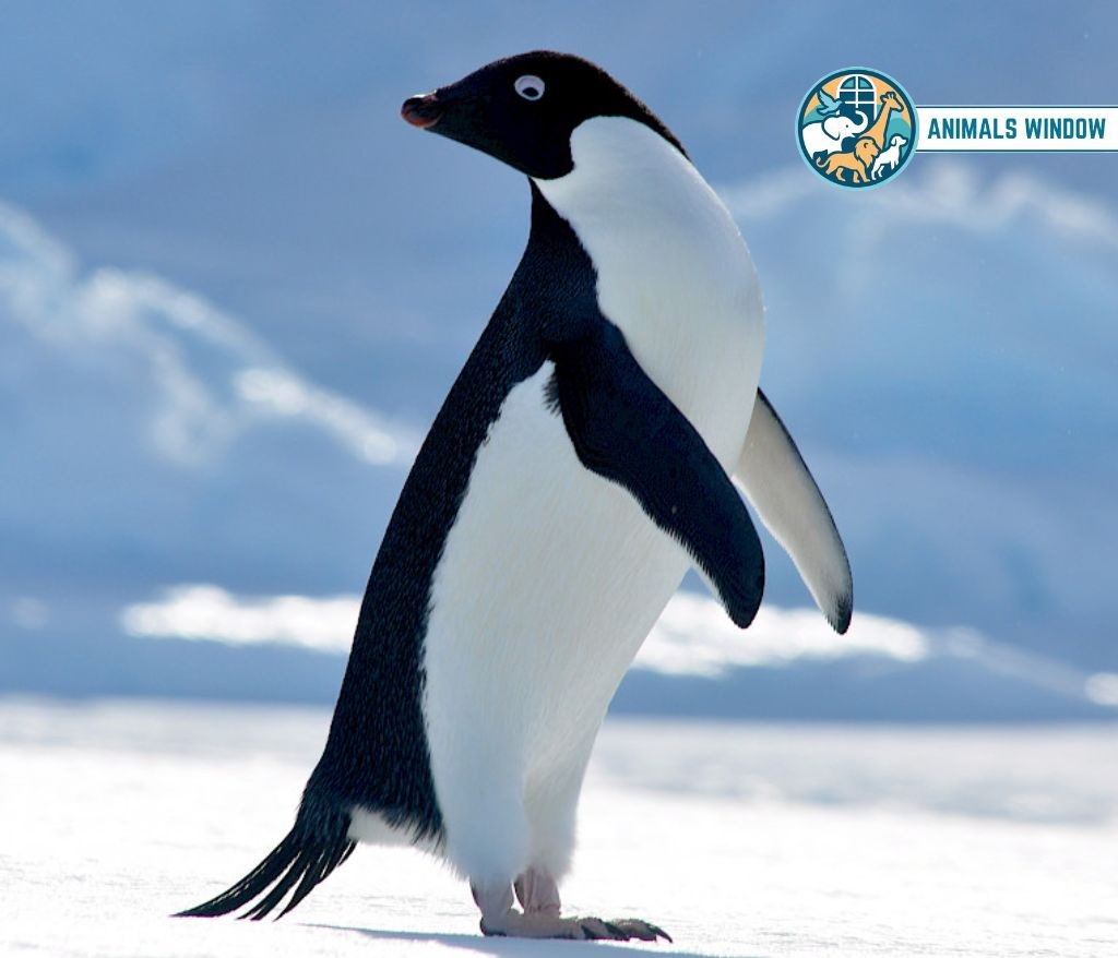 Adélie Penguin Migrating Animal