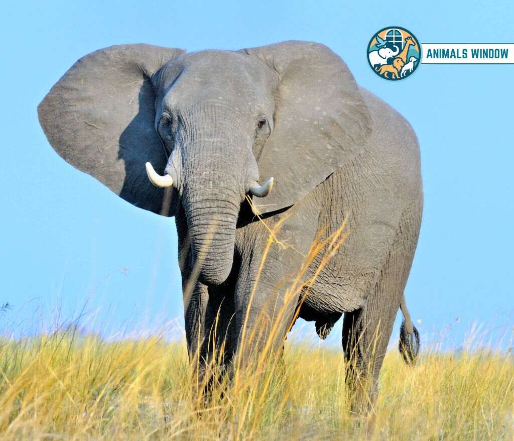 African Bush Elephant Heaviest Animal