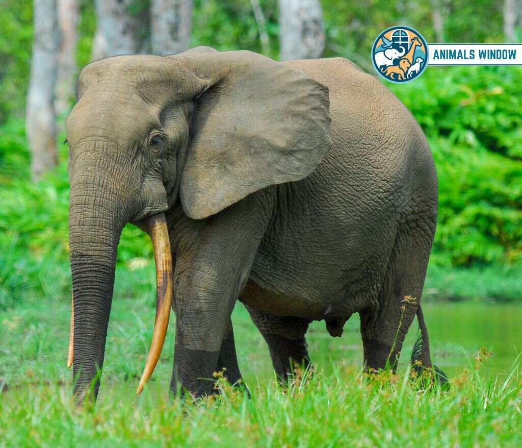 African Forest Elephant Heaviest Animal