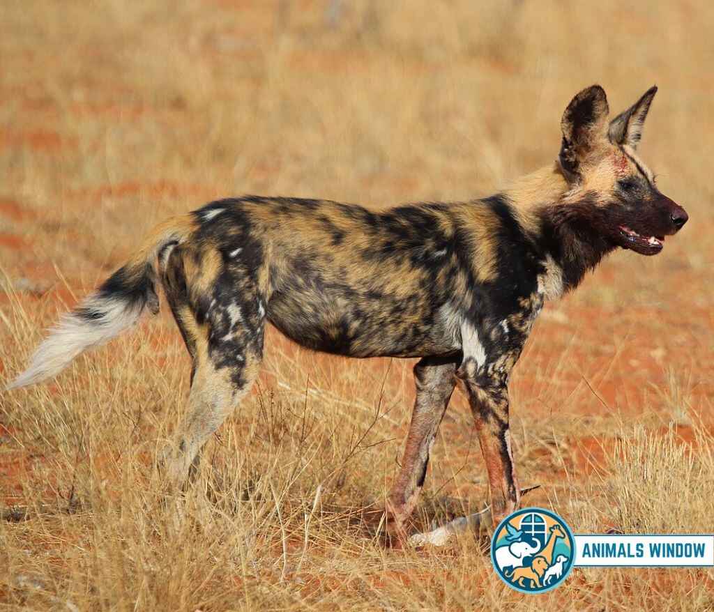 African Wild Dog Energetic Animal in the world