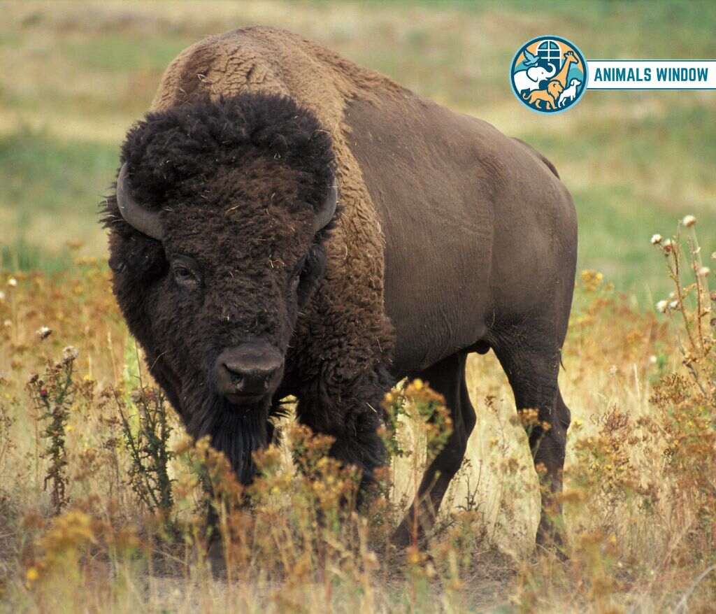 American Bison Heaviest Animal