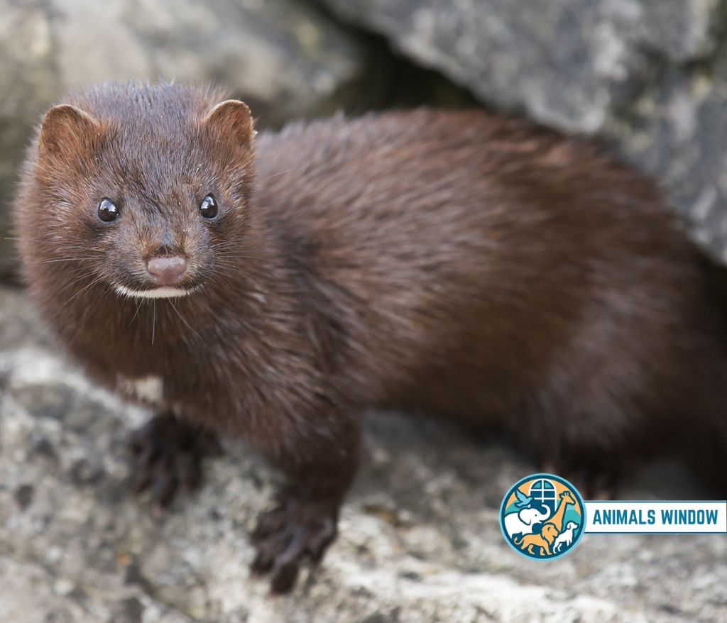 American Mink Animal That Look Like Beavers