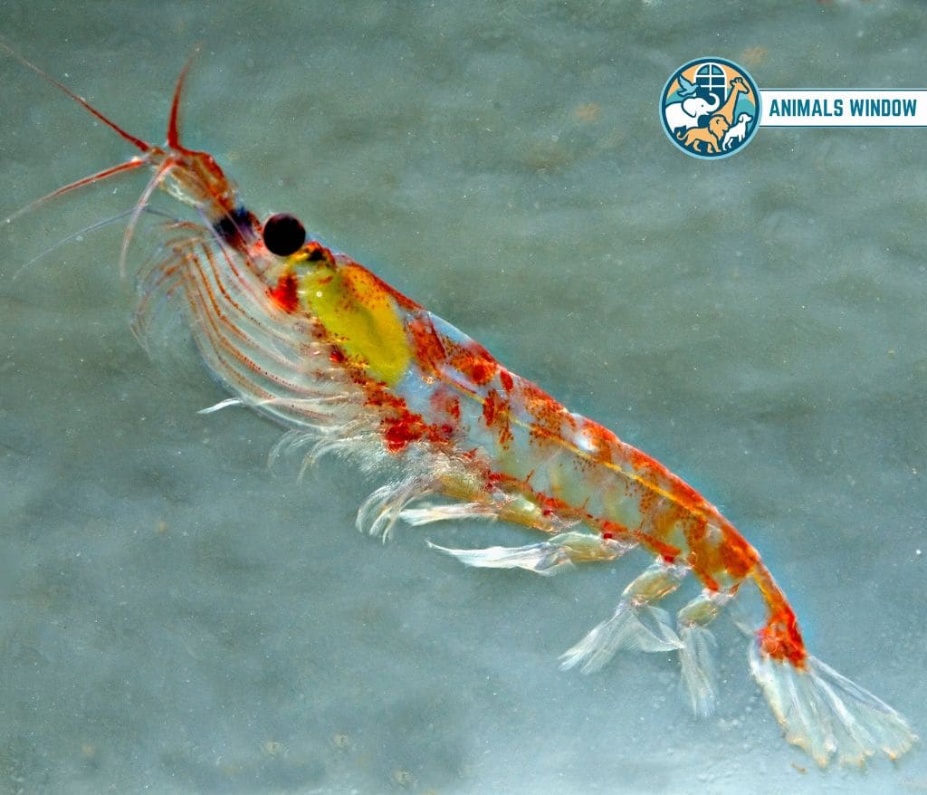 Antarctic Krill Animal That Migrate