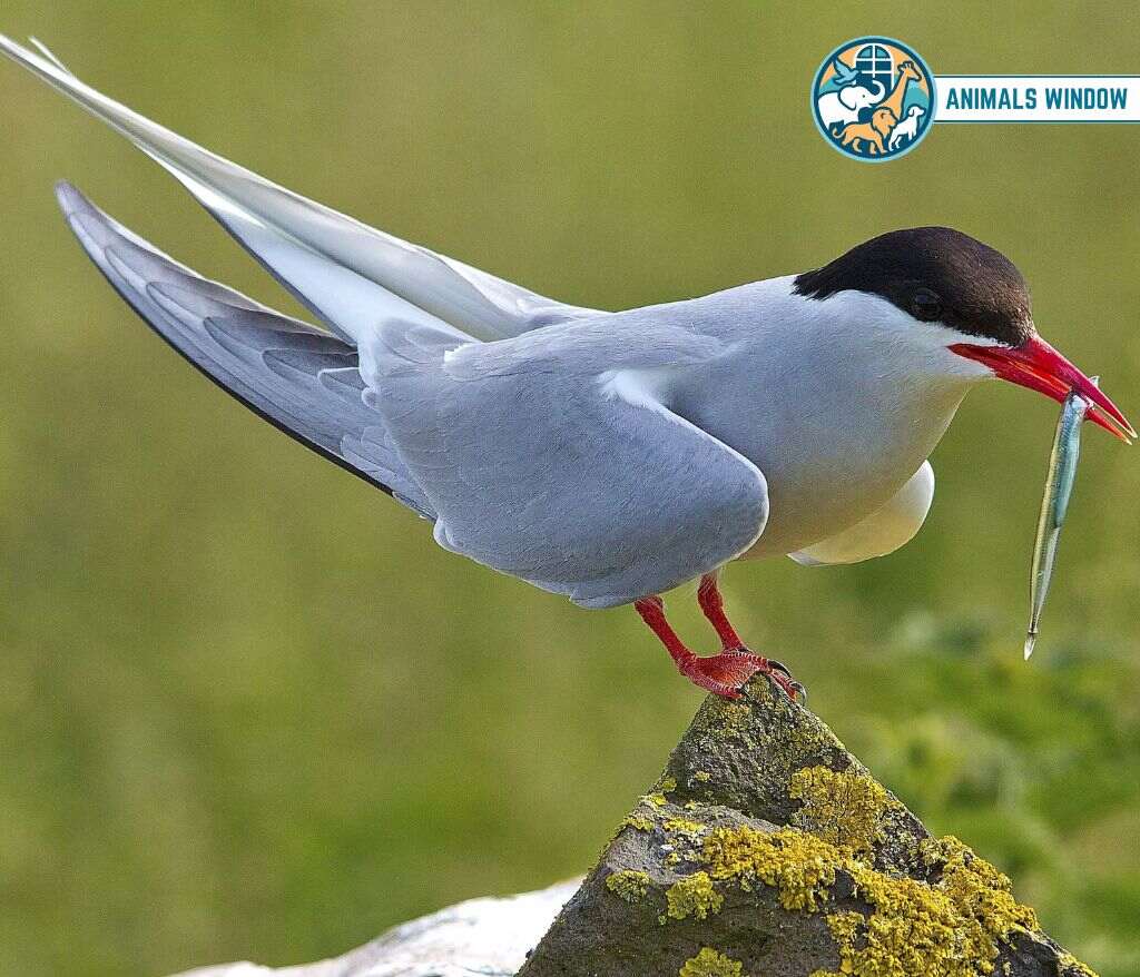 Arctic Tern Animal That Migrate in the World