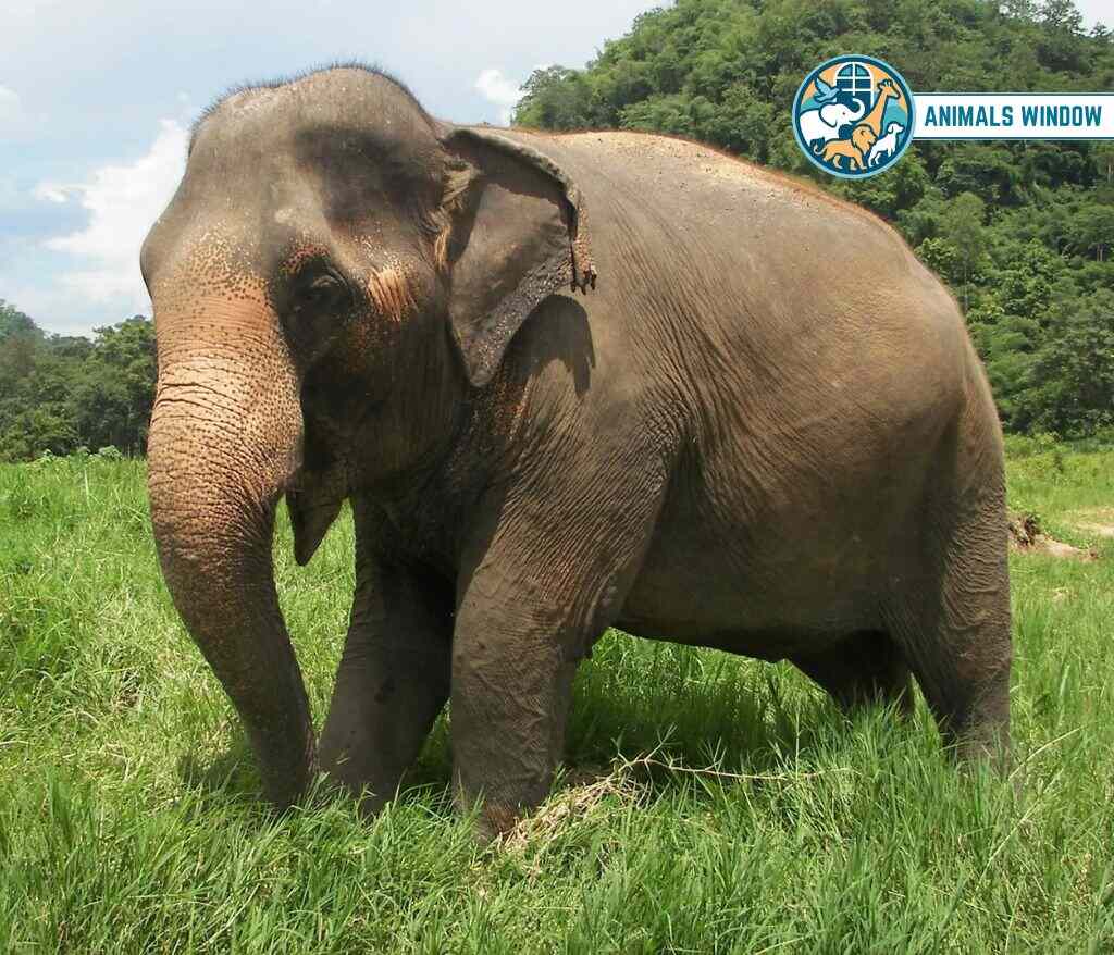 Asian Elephant Heaviest Animal in the World