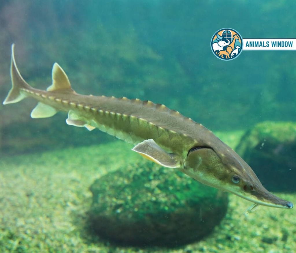 Atlantic Sturgeon Animal That Migrate