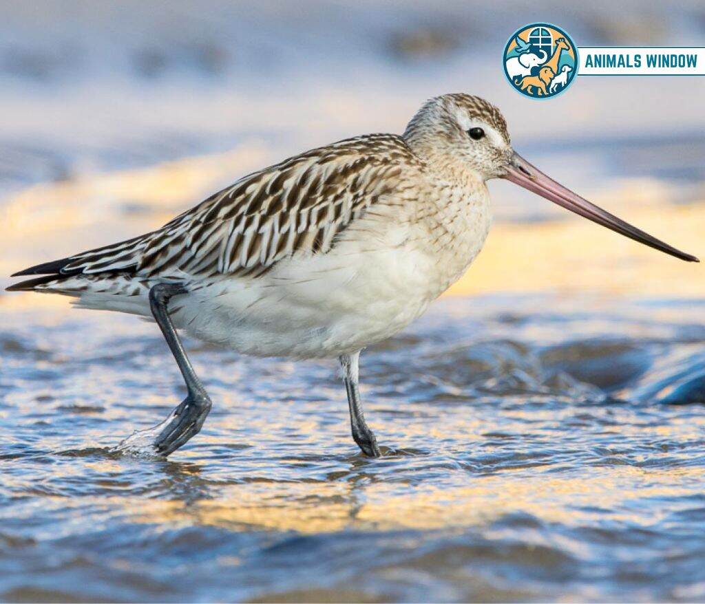 Bar-tailed Godwit Animal That Migrate