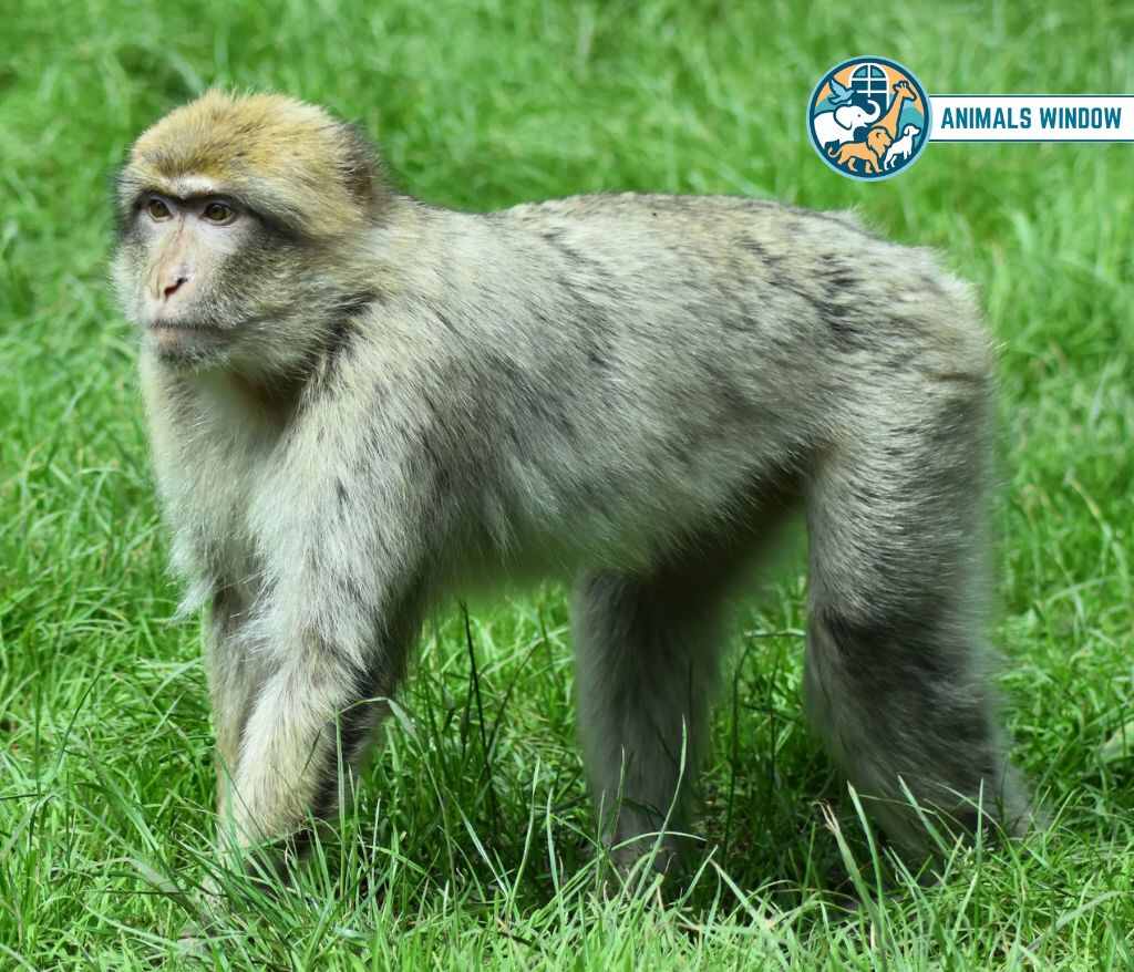 Barbary Macaque Animals Without Tail