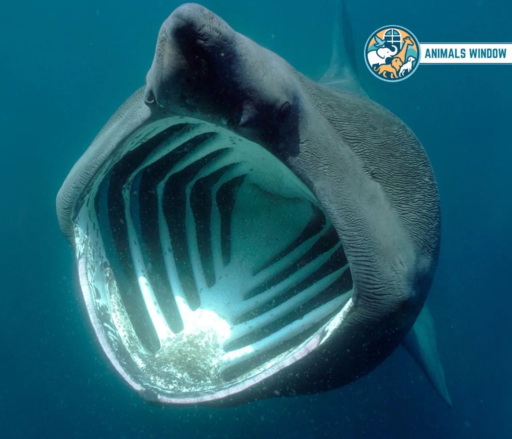 Basking Shark Heaviest Animal in the World