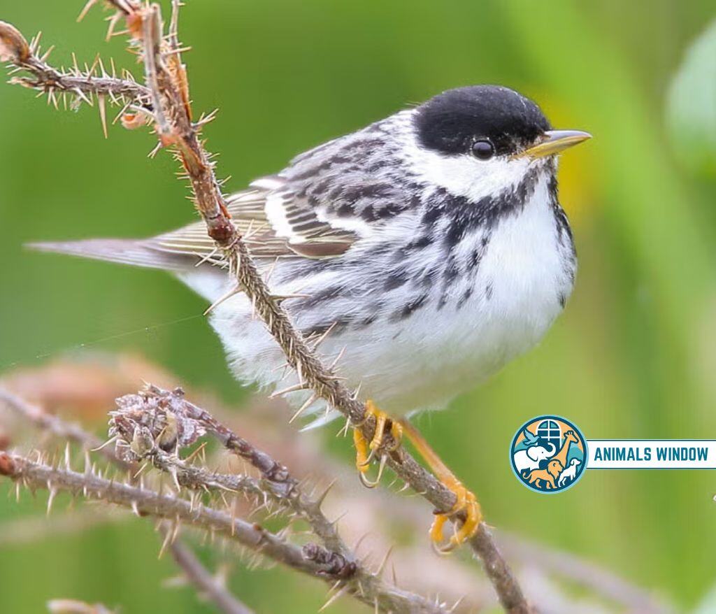 Blackpoll Warbler Animal That Migrate