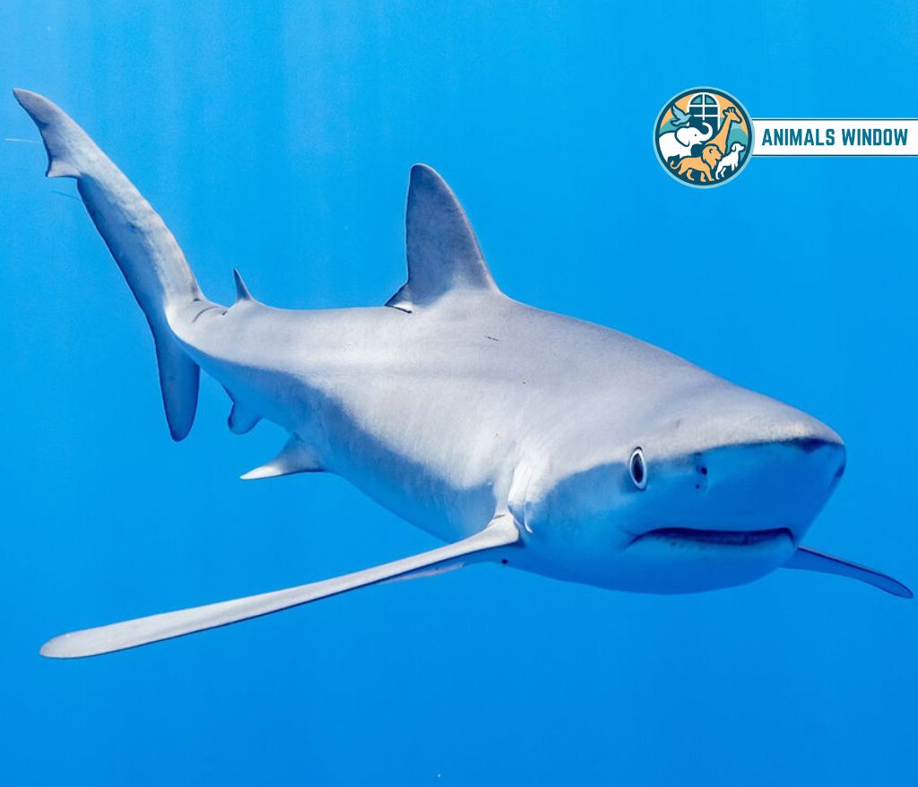 Blue Shark Animal That Migrate in the World