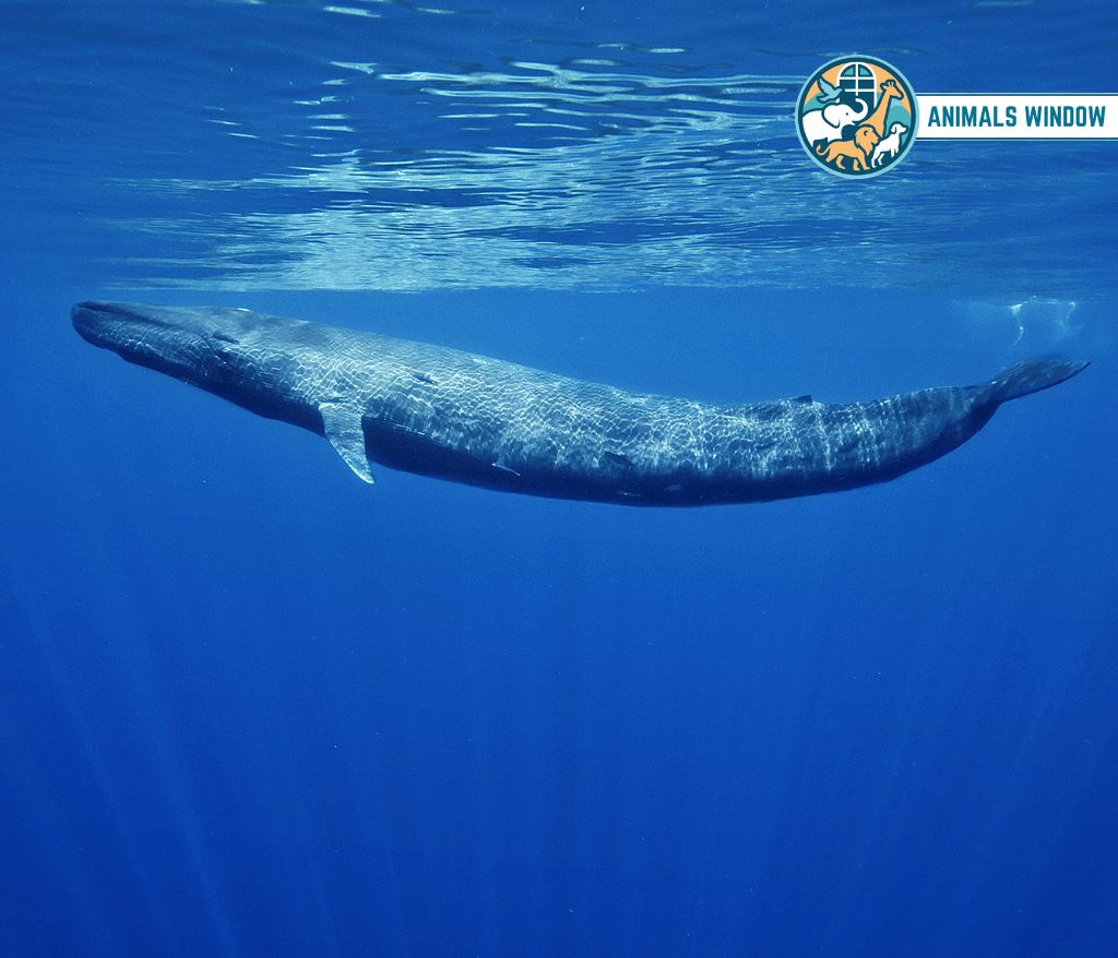 Blue Whale Heaviest Animal