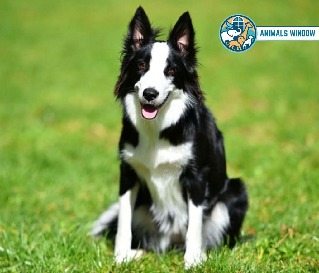 Border Collie Energetic Animal in the world