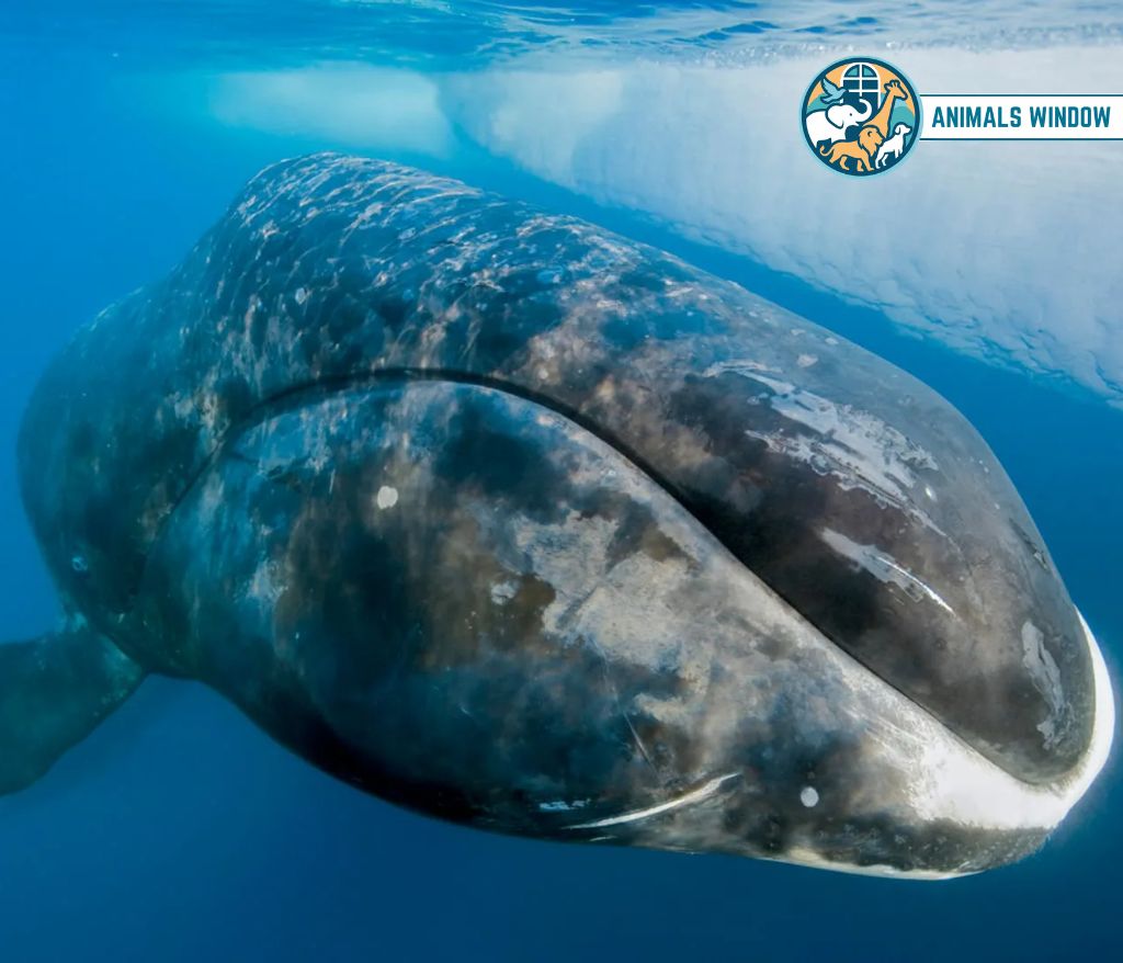 Bowhead Whale Fattest Animal