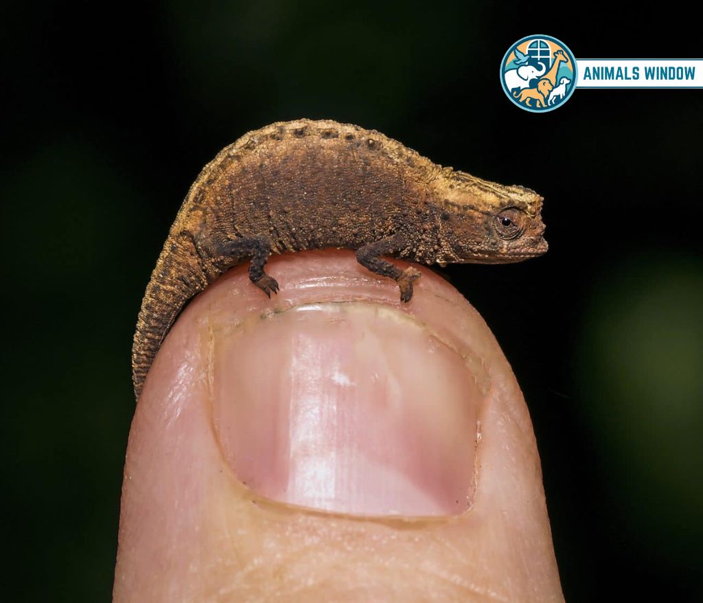 Brookesia Micra Chameleon Skinny Animal