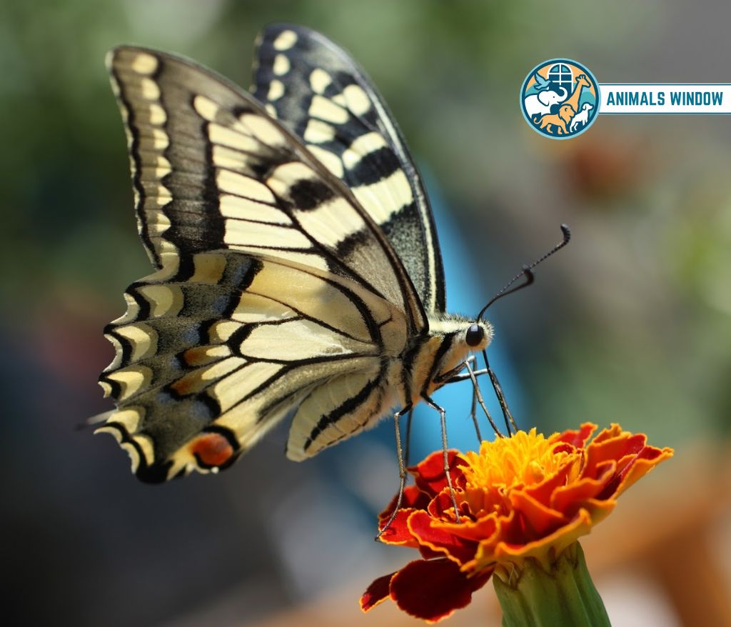 Butterfly Quiet Animal