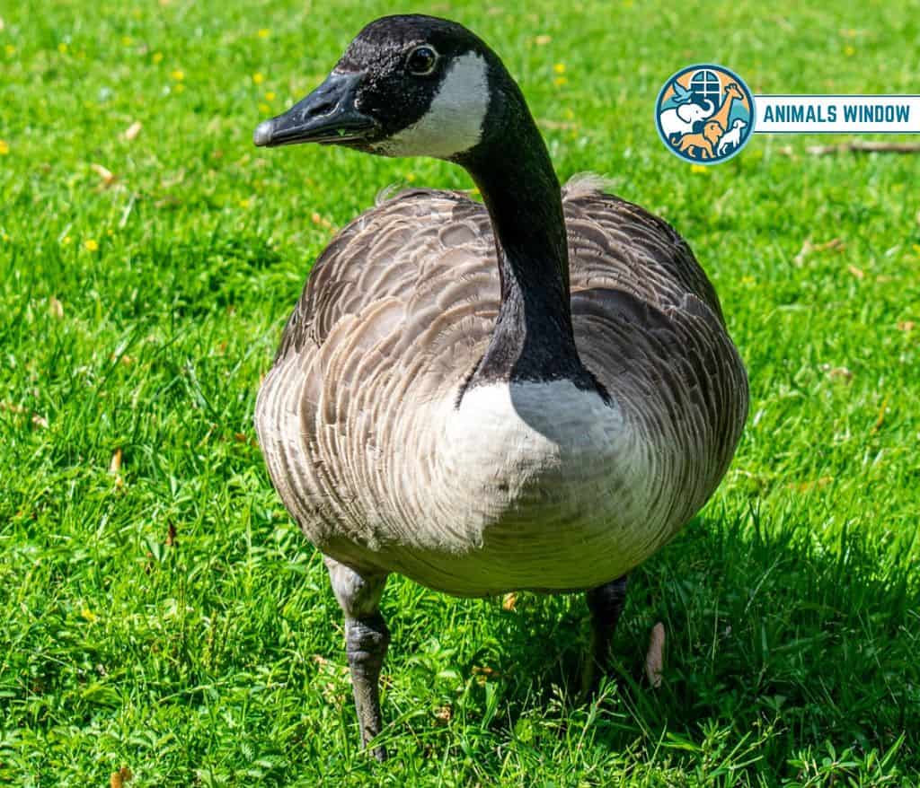 Canada Goose Migrating Animal in the World
