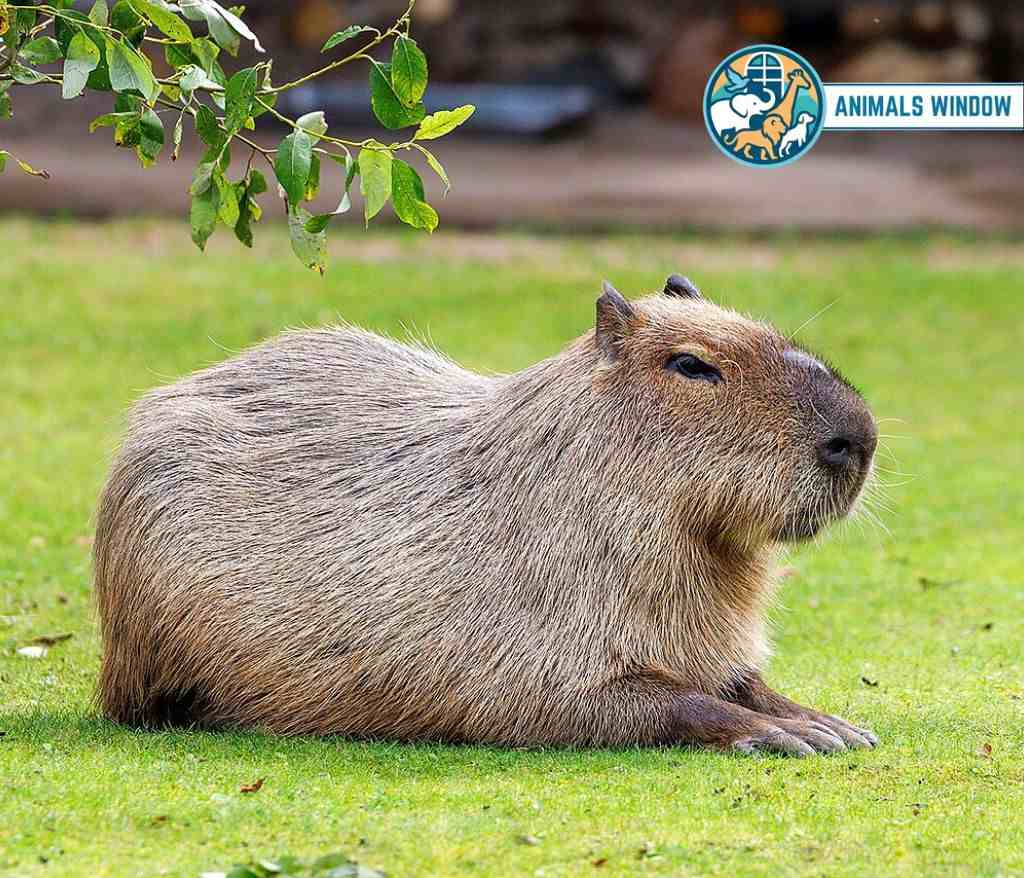 Capybara Animal That Look Like Beavers