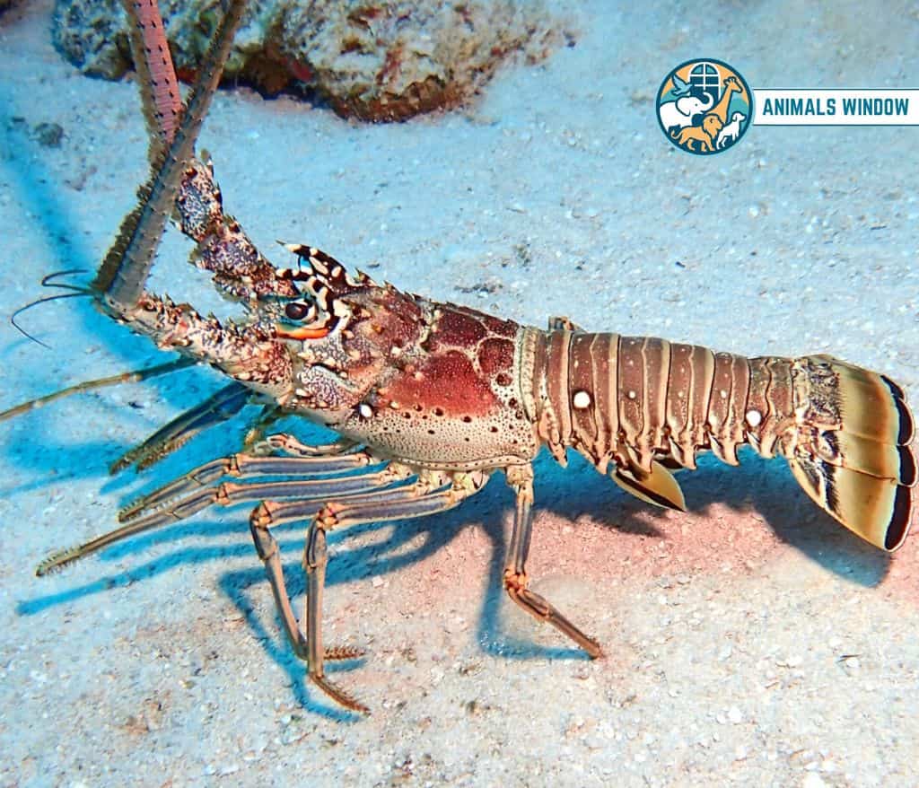 Caribbean Spiny Lobster Migrating Animal