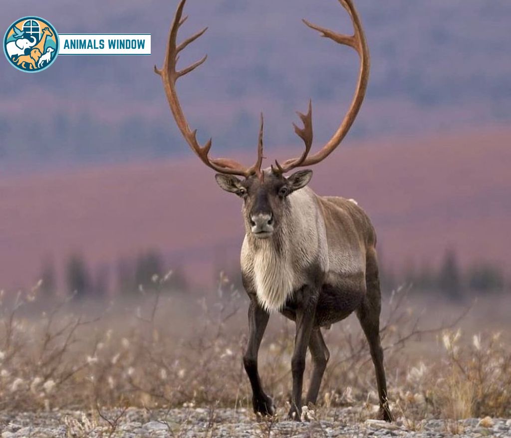 Caribou (Porcupine Herd) Animal That Migrate