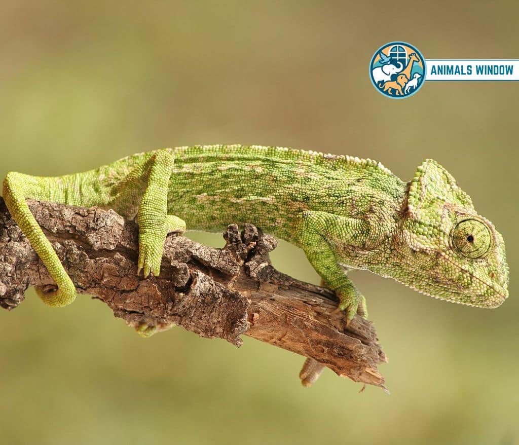 Chameleon Quiet Animal