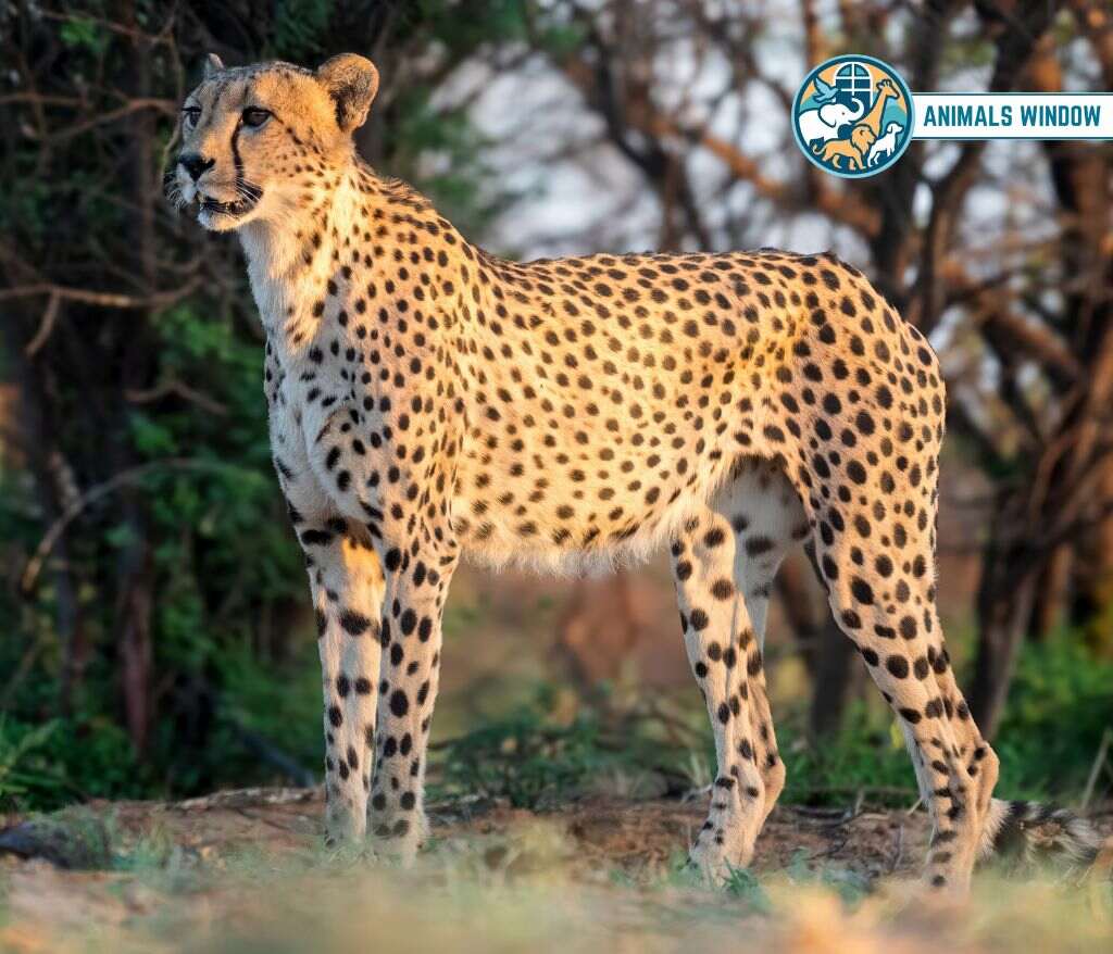 Cheetah Skinny Animal