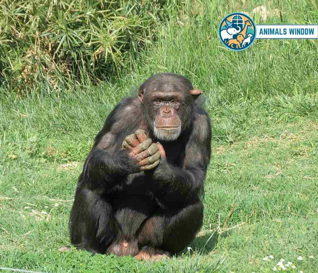 Chimpanzee Energetic Animal in the world