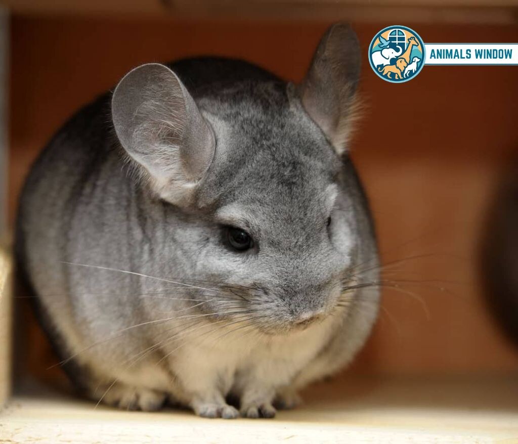 Chinchilla Animal Without Tail
