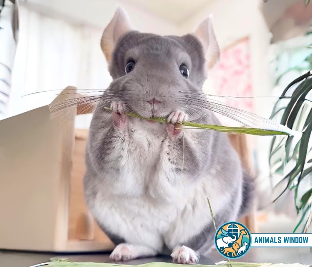 Chinchilla Energetic Animal in the world