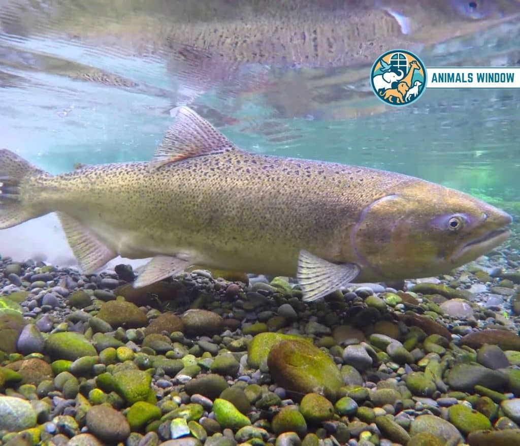 Chinook Salmon Animal That Migrate