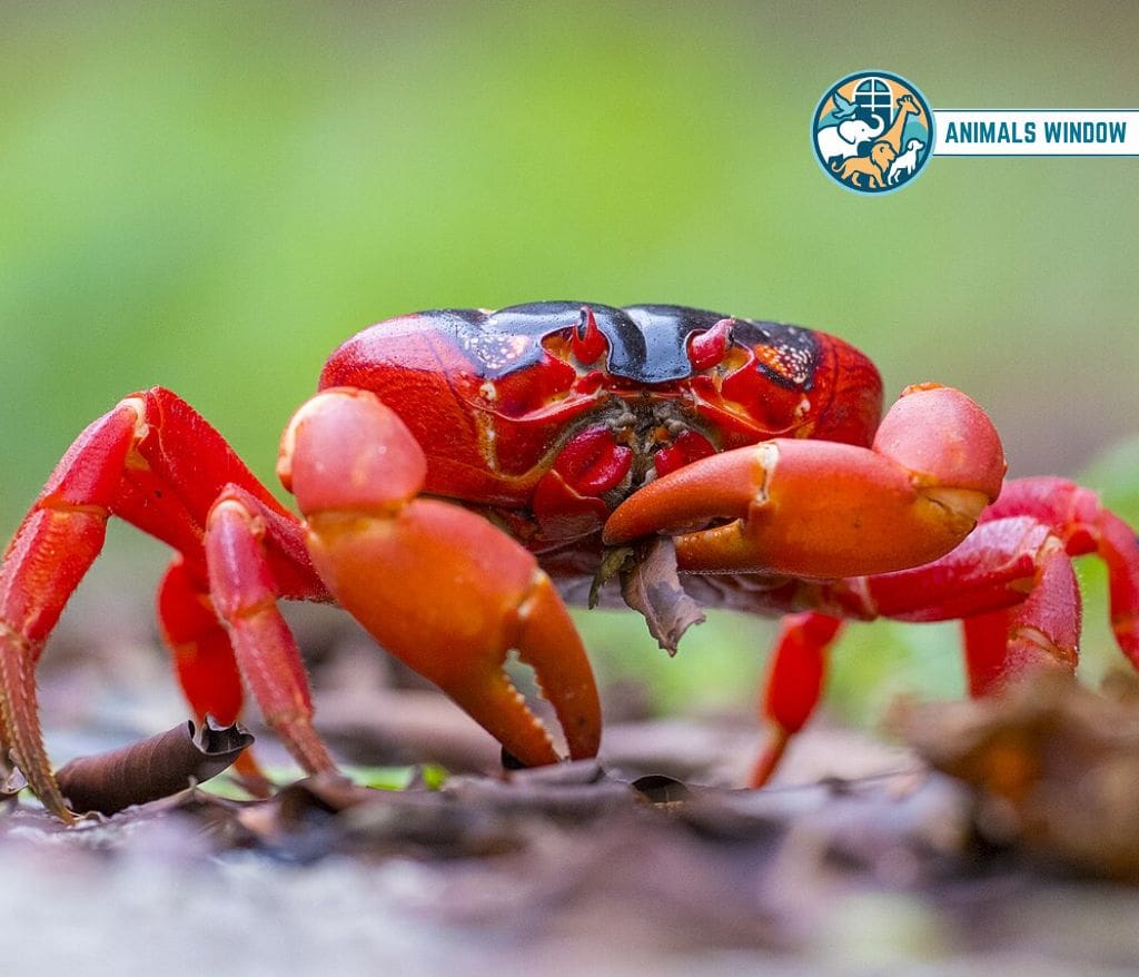 Christmas Island Red Crab Animal That Migrate