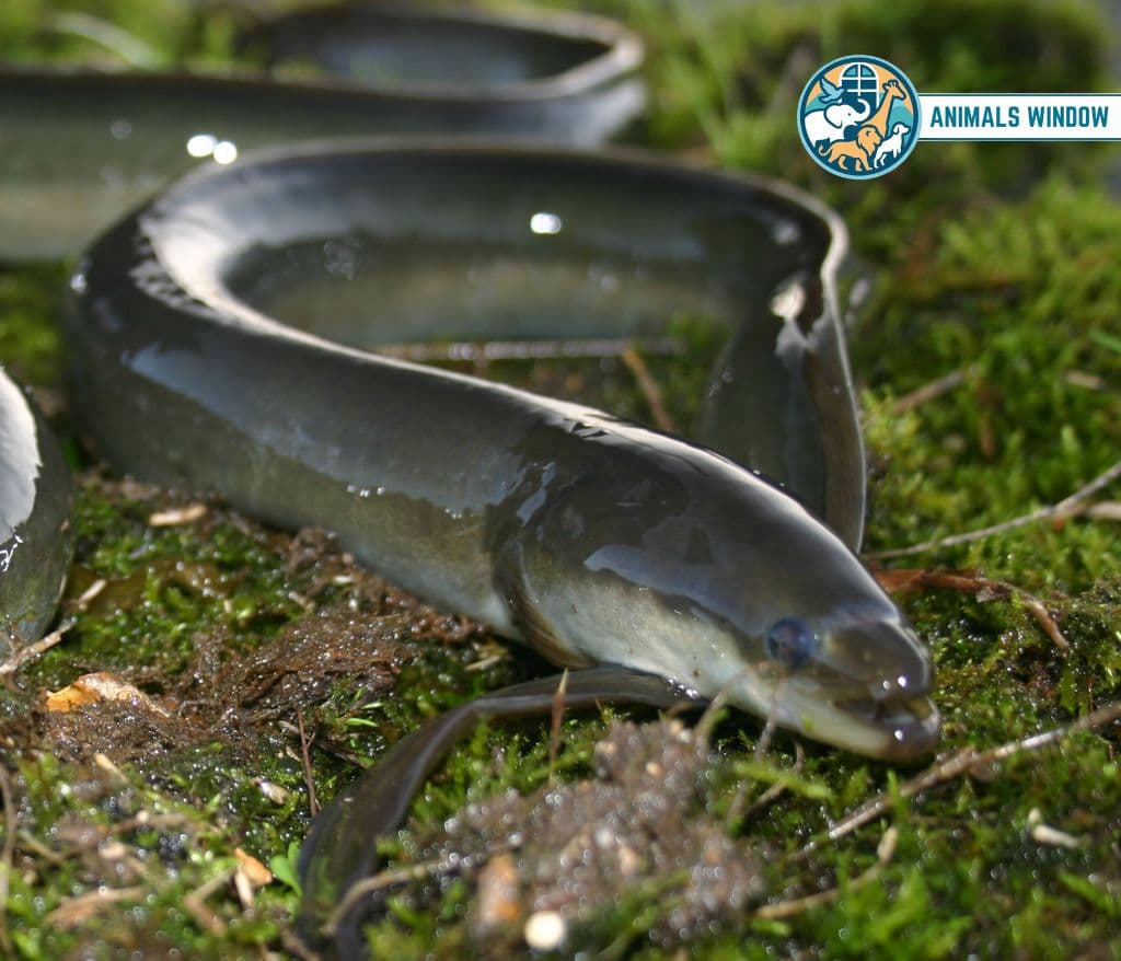 Common Eel Skinniest Animal