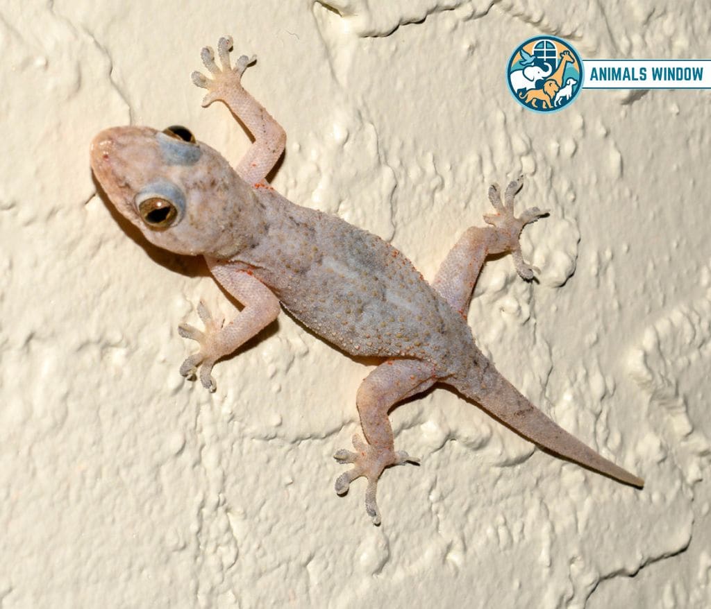 Common House Gecko Skinny Animals