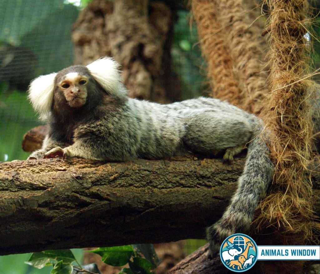 Common Marmoset with white ear tufts lying on a branch - Small monkey breed.