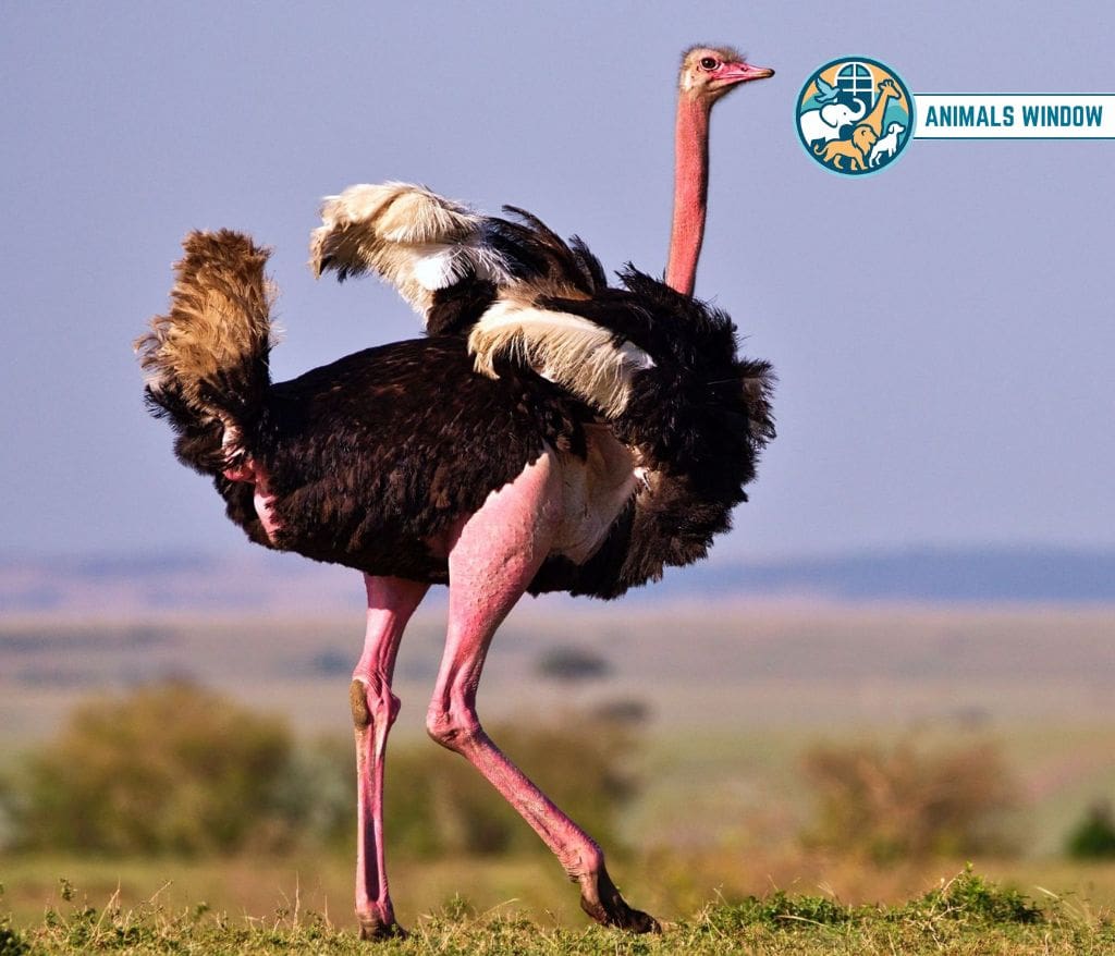 Common Ostrich Heaviest Animal
