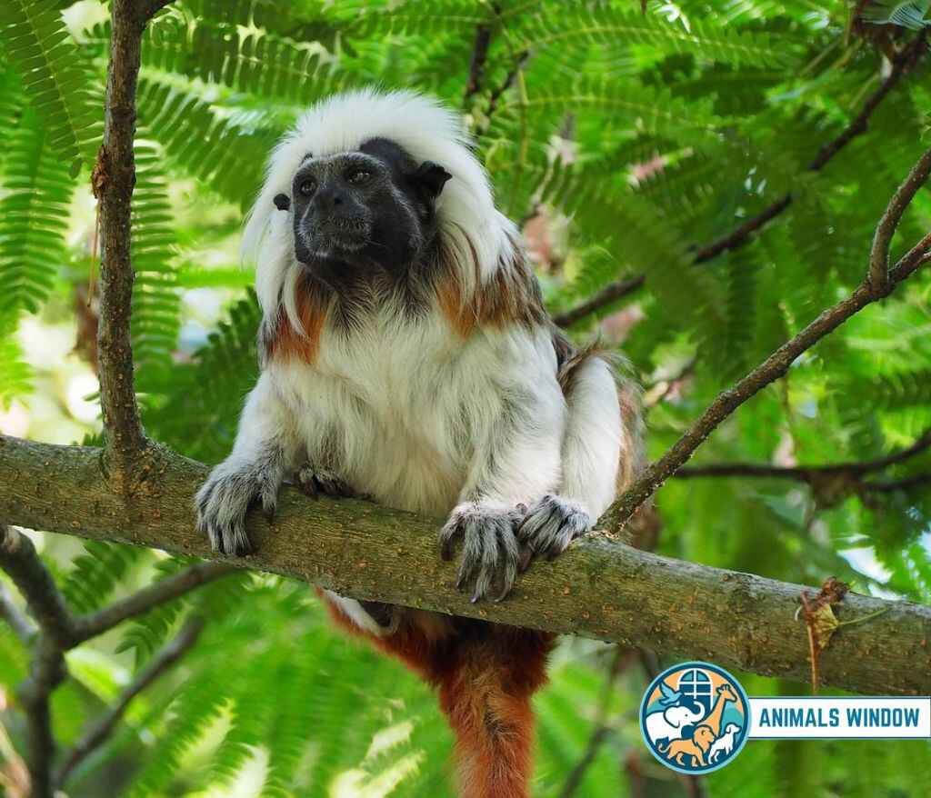 Cotton-top Tamarin with white hair crest on a tree branch - Small monkey breed.