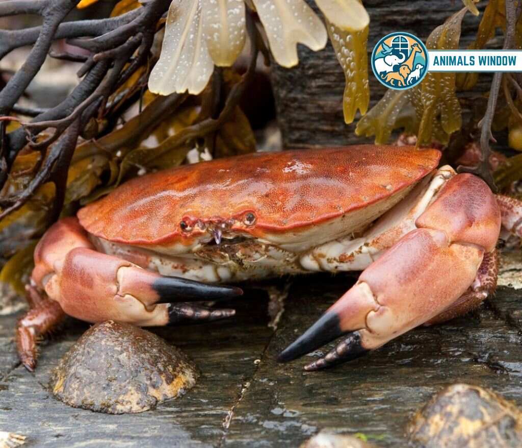 Crab Quiet Animal