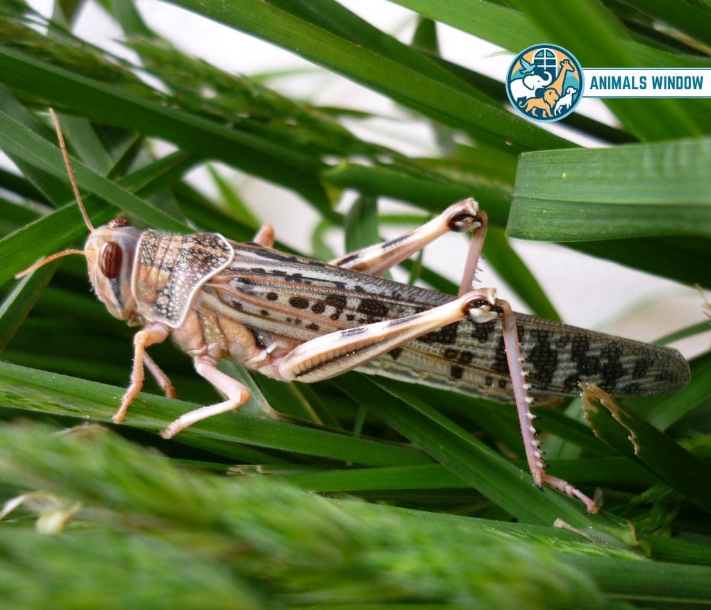 Desert Locust Animal That Migrate in the World