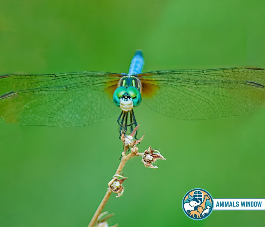 Dragonfly Energetic Animal in the world