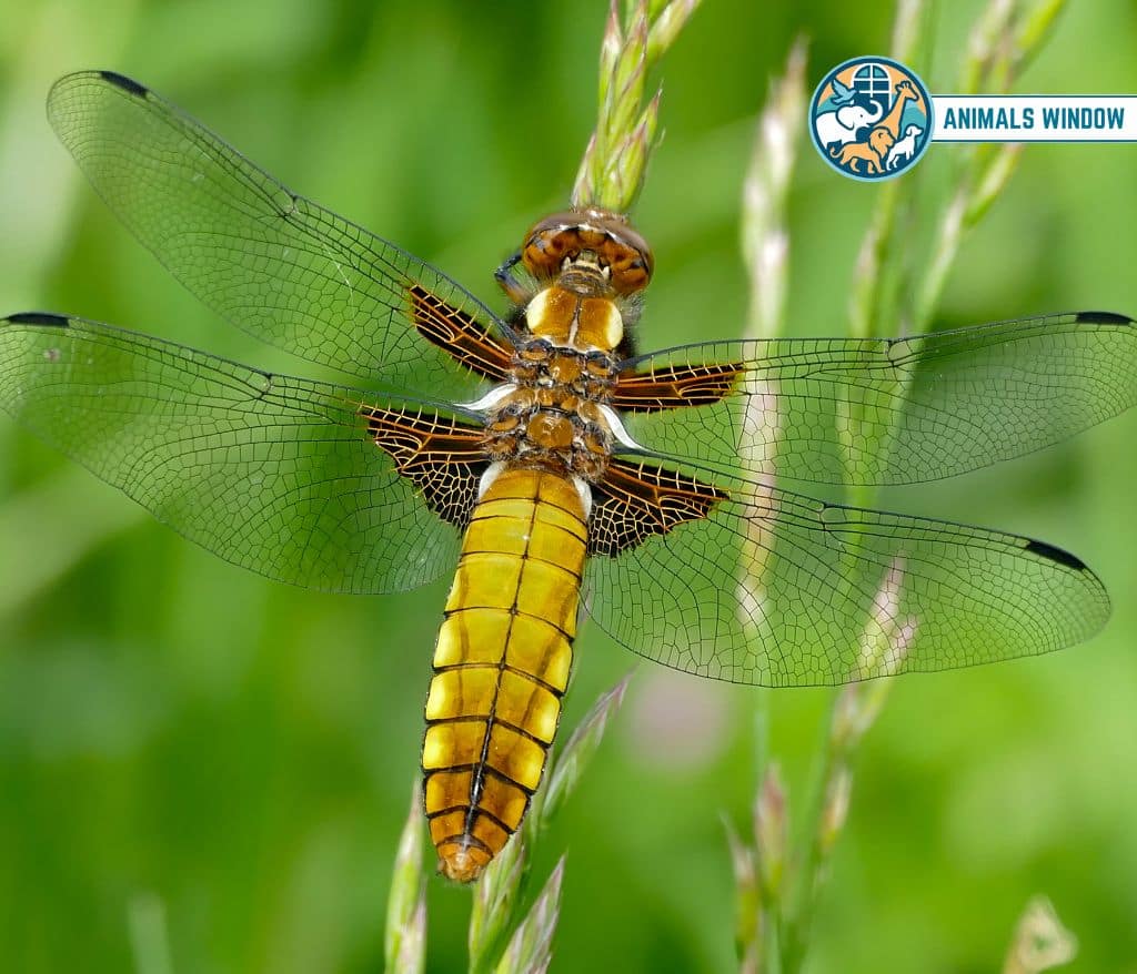 Dragonfly Quiet Animal