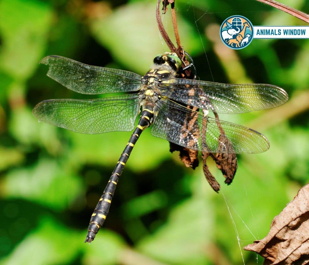 Dragonfly Skinniest Animal