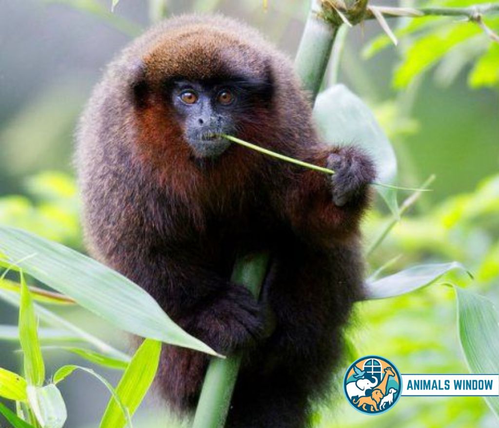 Dusky Titi monkey with reddish-brown fur chewing on a stem - Small monkey breed.
