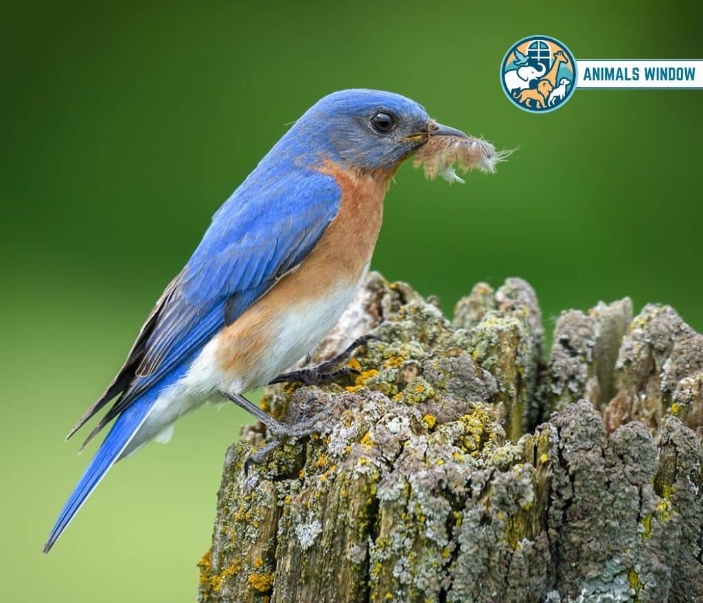 Eastern Bluebird Animal That Migrate