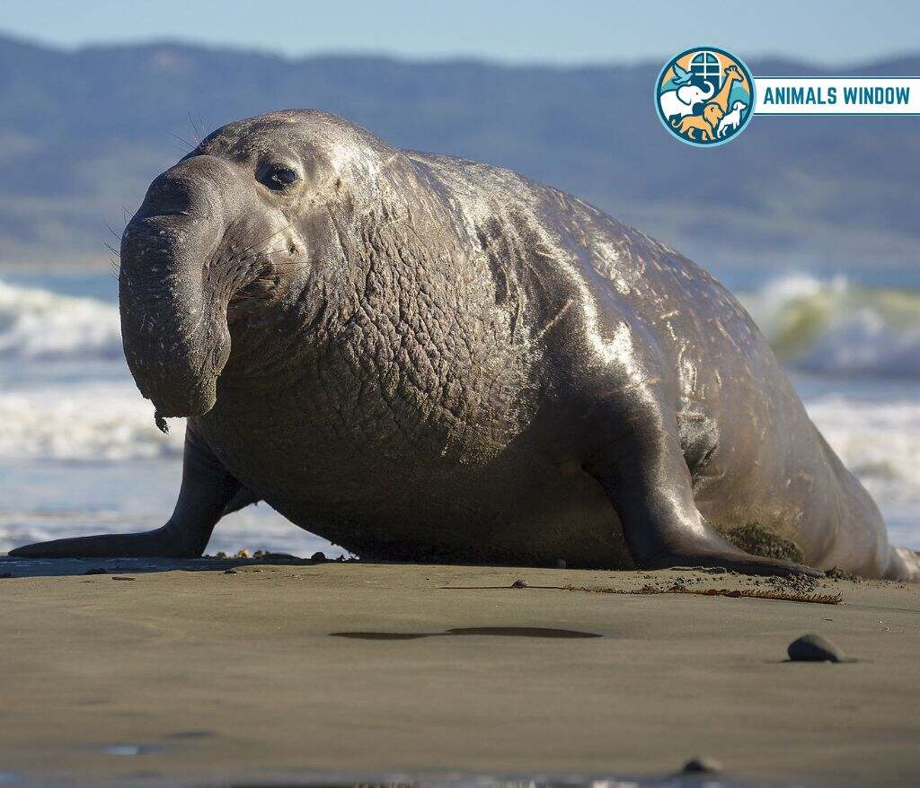Elephant Seal Heaviest Animal