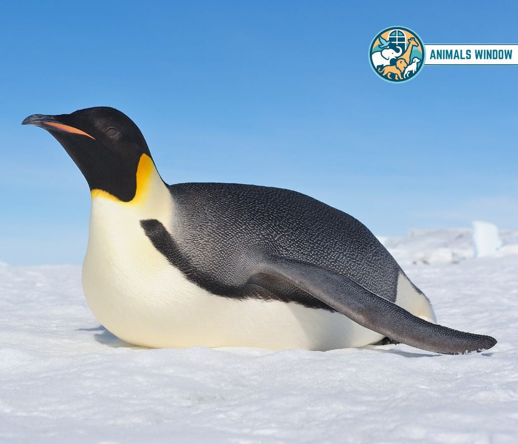 Emperor Penguin Migrating Animal in the World